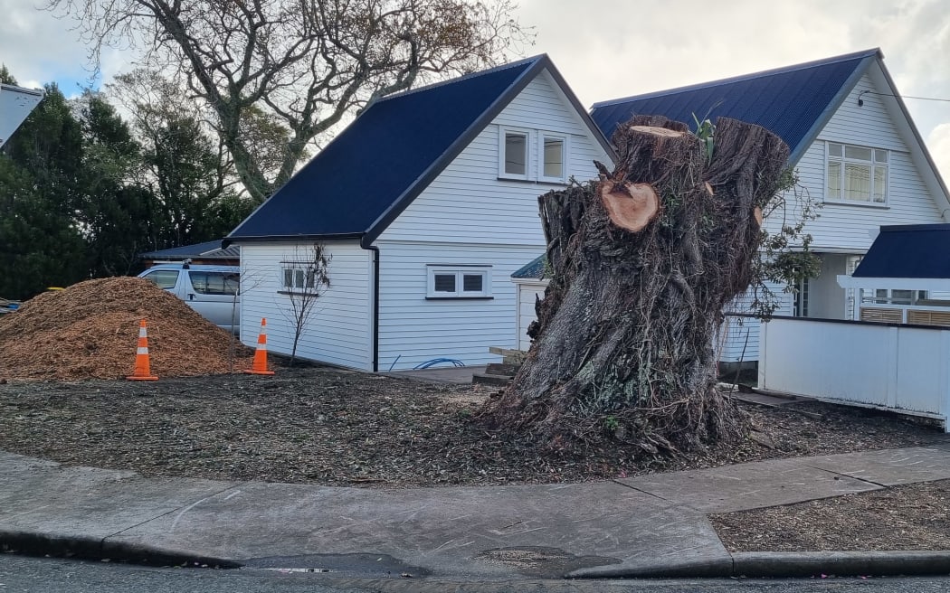 What is left of the pohutukawa tree.