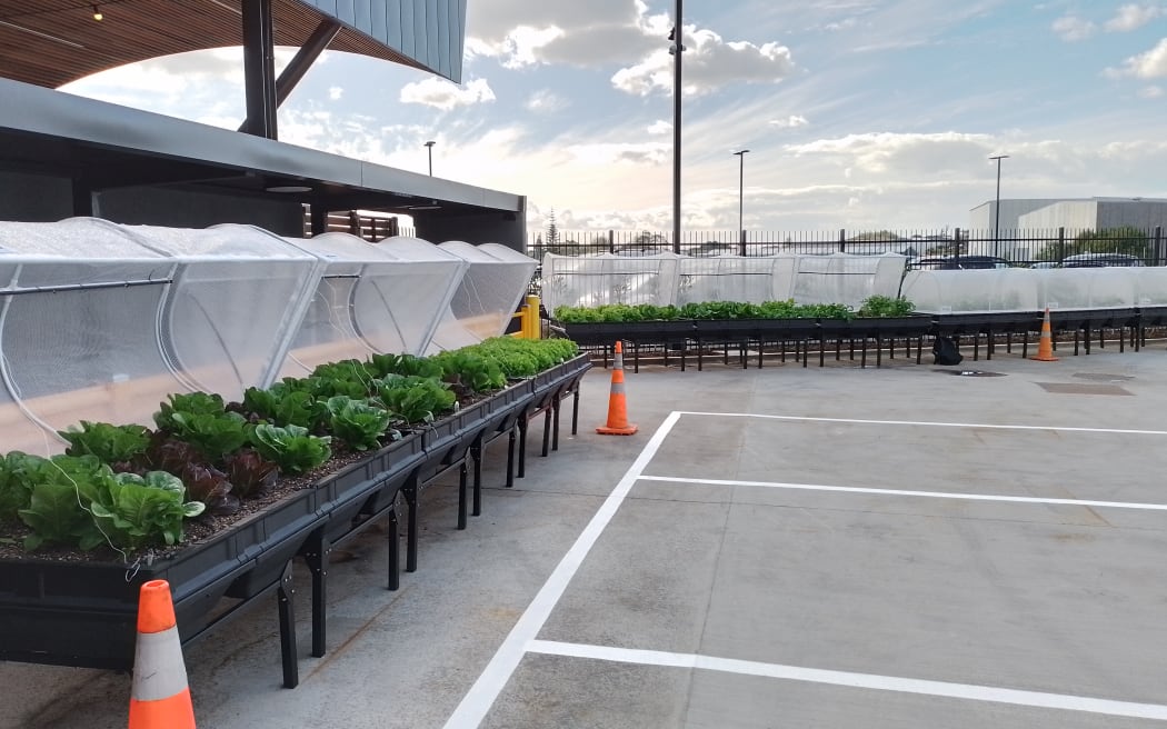 Hancocks fruit and veg pods