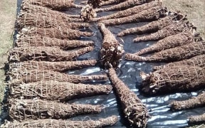 Ocean Kava Limited managing director Bilaki Enape Waizepa said currently PNG can only send roots to Fiji, but not the finished product.