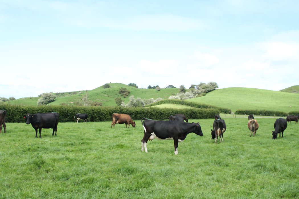 Waikato dairy farmers struggling with 'historic' dry conditions RNZ News