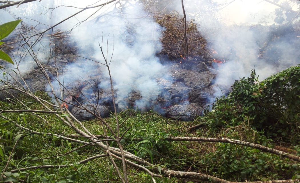 The lava flow emanating from the Kīlauea volcano in Hawaii moving through thick vegetation near the Pahoa cemetery.