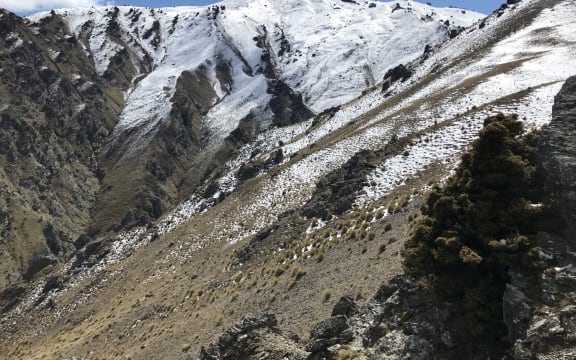 A tōtara tree on the ridgeline of the Waikerikeri valley.