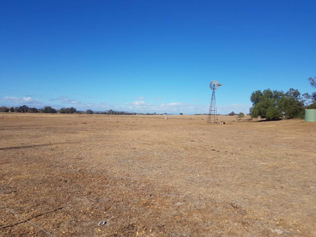A paddock near Tamworth, NSW