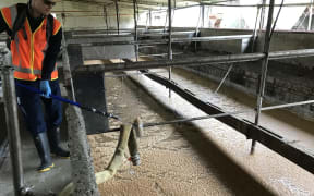 Stored waste in disused piggery building awaiting disposal on farm.
