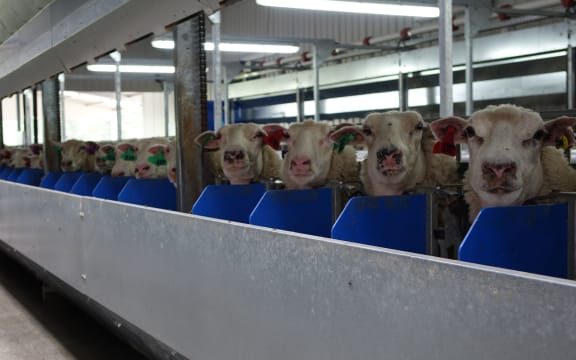 Ewes, part of a sheep-miling venture, are fed supplements that are like chocolate to them.