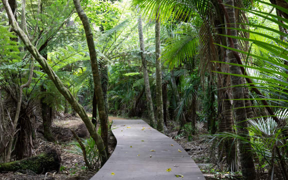 Board walks are being built and a helicopter is transporting gravel to upgrade the Kitekite Falls track near Piha.