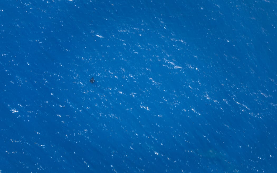 A photo of a manta ray photographed from a plane