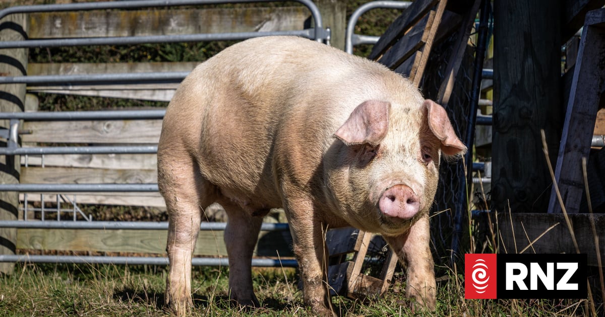 Calls for ‘second chance’ for escapee pig destined to be dinner | RNZ