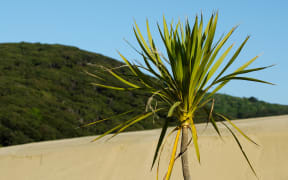 Plant in Te Paki sand dunes in Northland New Zealand.