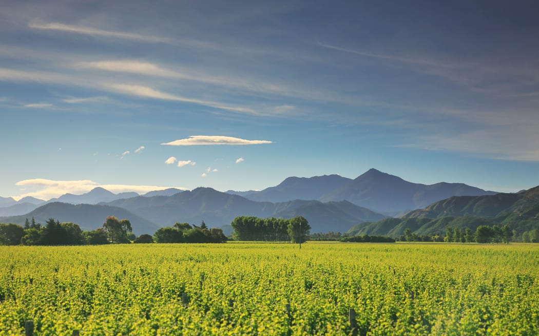 Cloudy Bay Wines in Marlborough