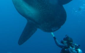 Bump-head Sunfish with Dr Marianne Nyegaard.