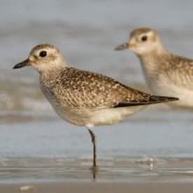 Photo for Grey plover