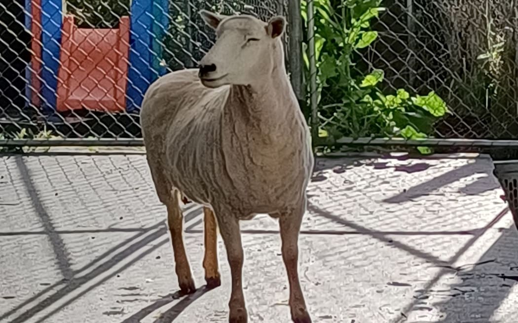 Millie after having been shorn.