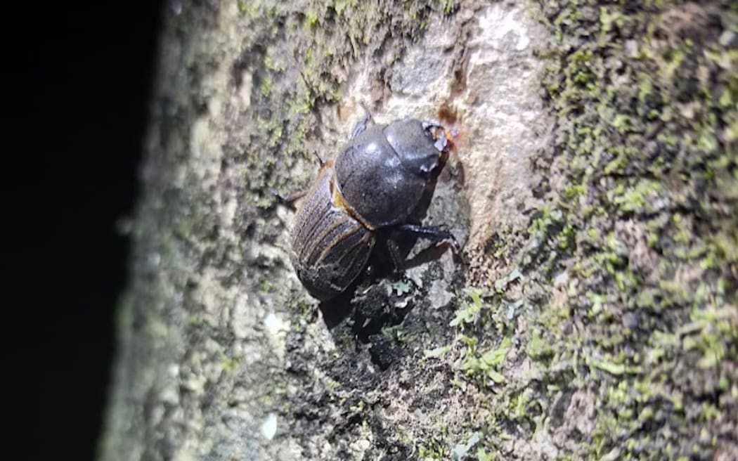 A stag beetle on a tree trunk.