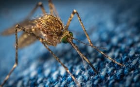 mosquito