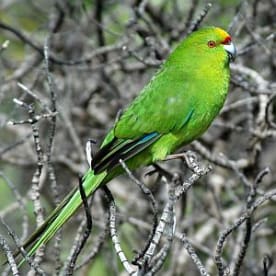 Photo for Forbes' parakeet