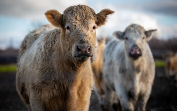 Cows on farm near Ashburton, three weeks after flooding hit the region.