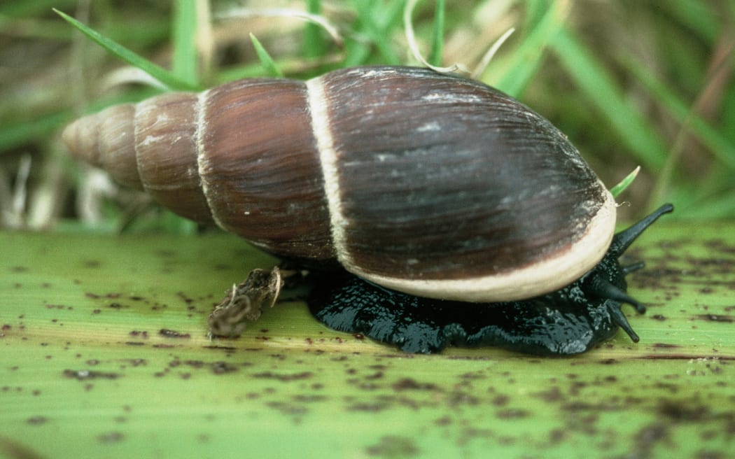 Flax Snail