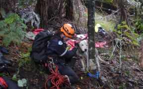 SPCA rescuers save dogs stranded in a remote part of the Hawke's Bay.