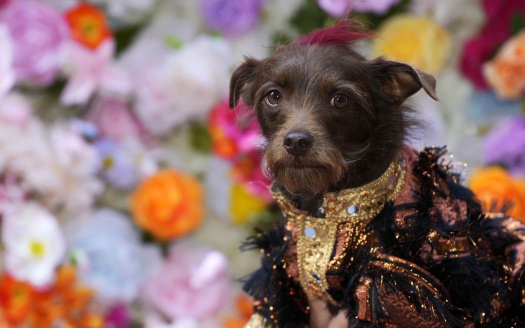 A dog attends the Pet Gala fashion show at AKC Museum of The Dog, Monday, 20 May, 2024, in New York.