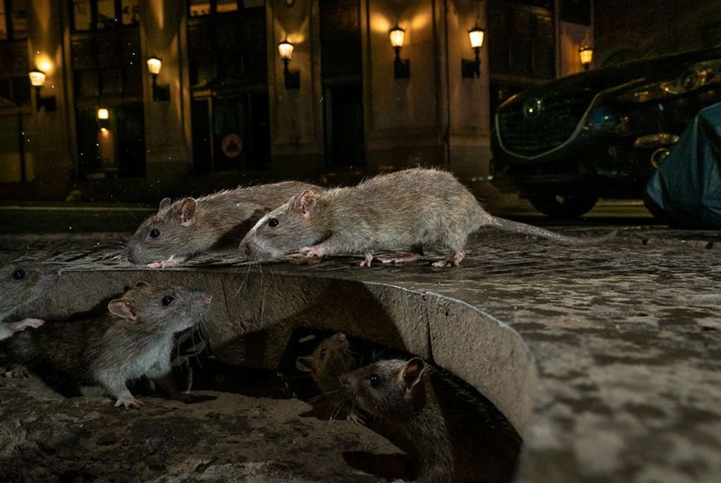 The rat pack, Wall Street, by Charlie Hamilton James, 2019 Wildlife Photographer of the Year section winner.