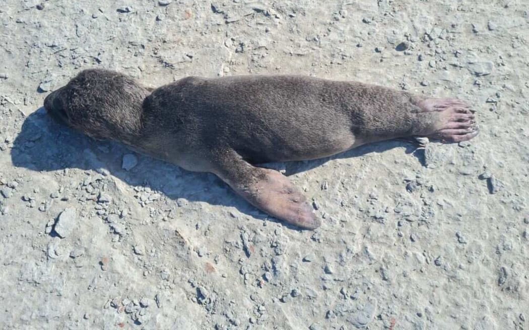 A premature/stillborn seal pup.