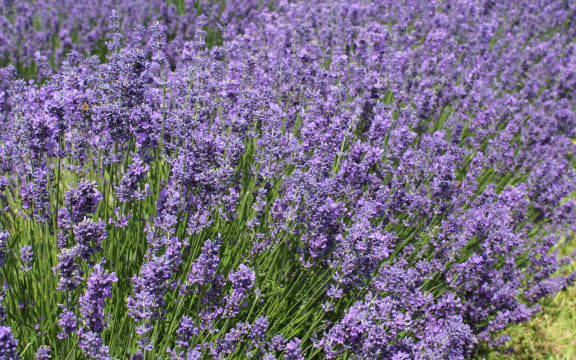 Lavender flowers