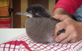 Fluttering shearwater chick.