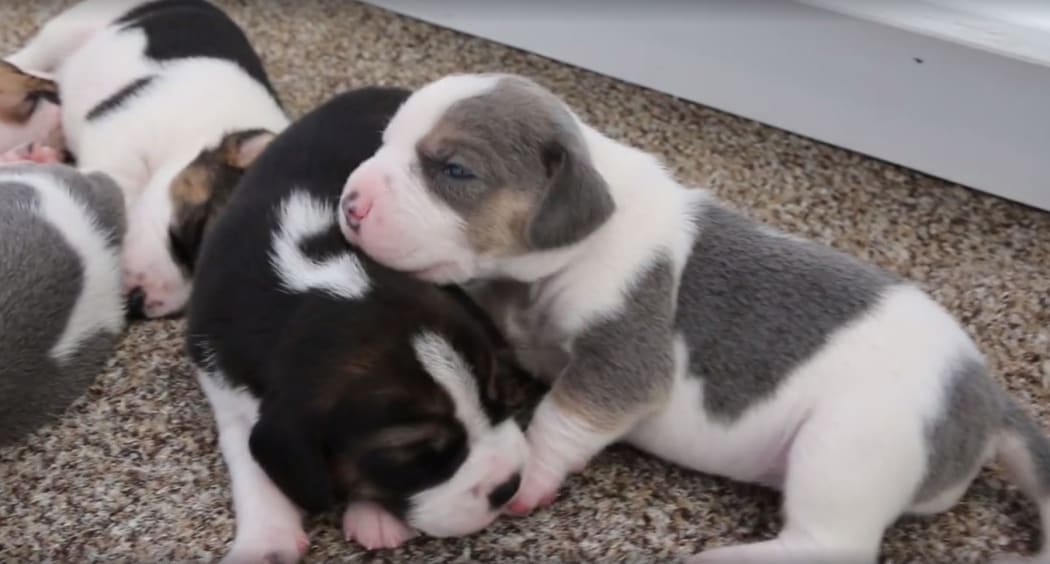 Screenshot from video of MPI beagle-harrier sniffer puppies