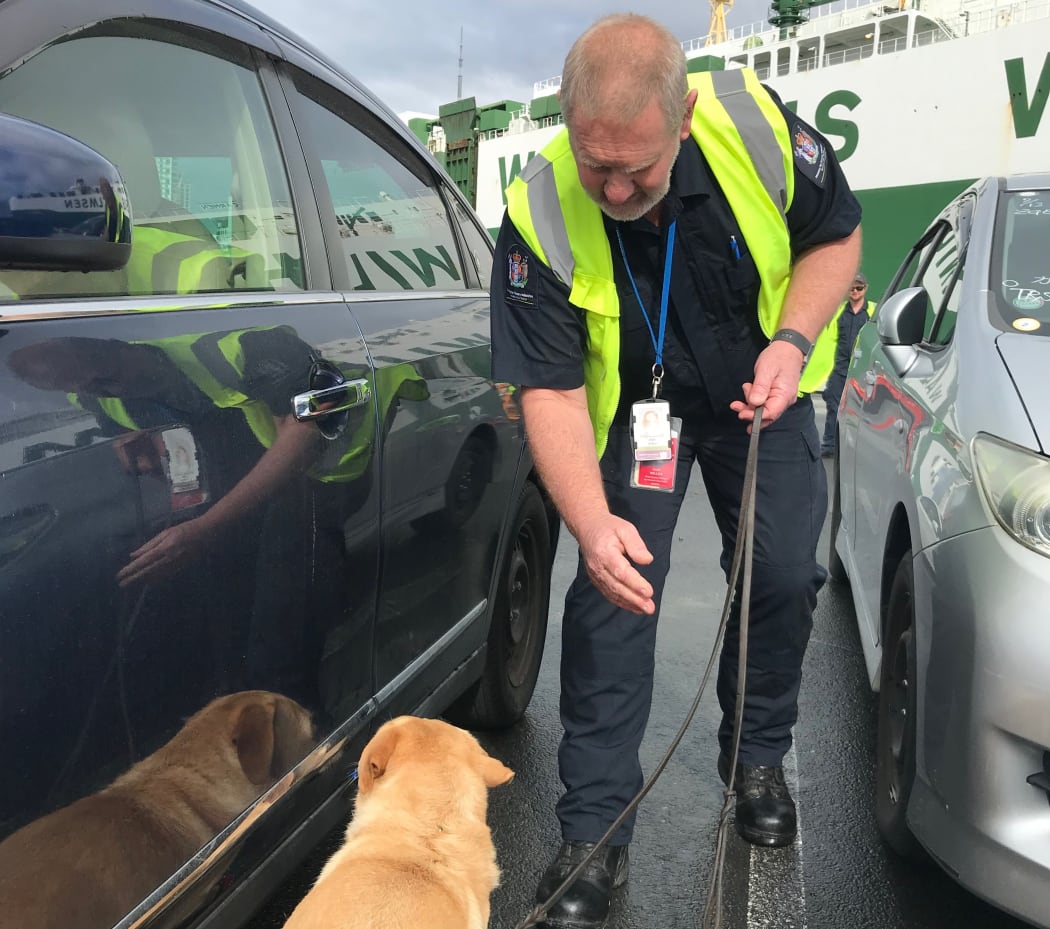 BMSB dog trainer Alan Willox, with Georgie pinpointing a stink bug with her nose.