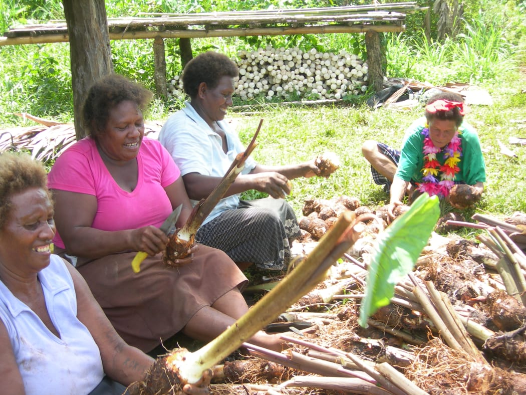 Women in Solomon Islands Malaita Province harvest Taro.