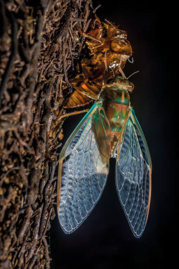 Emerging cicada