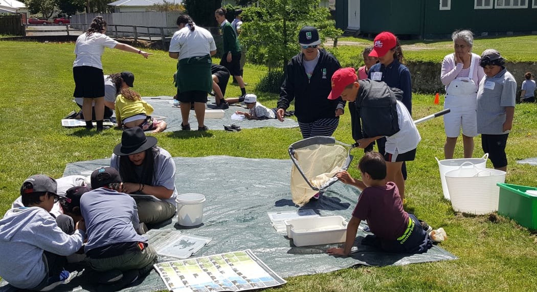 Students identifying stream invertebrates that they have scooped out of the Stokes valley stream.