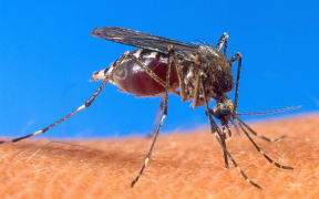 The origins of the insect repellent compound DEET origins go back to World War II.