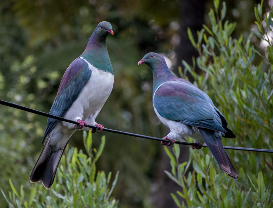 A pair of kereru sitting in a tree. Kereru used to be commonly seen in very large flocks, but today big flocks are a much rarer sight.