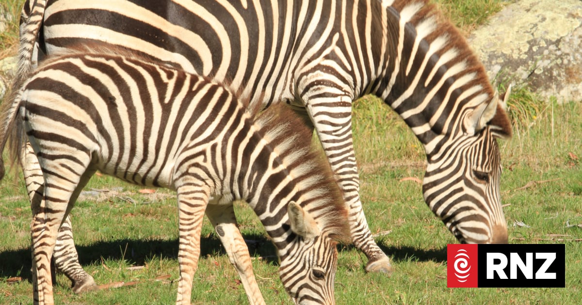 Christchurch's Orana Wildlife Park could get $1 million grant from ratepayer funds