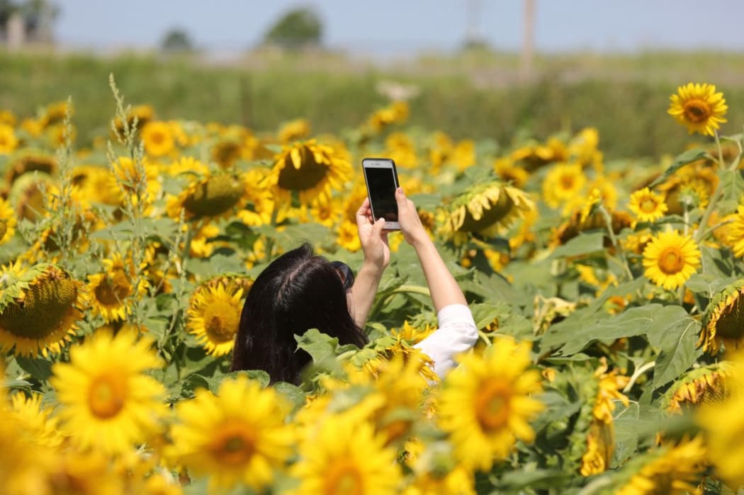 Woman takes a selfie amongst sunflowers (Helianthus annuus) growing in a farmer's field in Stouffville, Ontario, Canada, on August 15, 2020. (Photo by Creative Touch Imaging Ltd./NurPhoto) (Photo by Creative Touch Imaging Ltd / NurPhoto / NurPhoto via AFP)