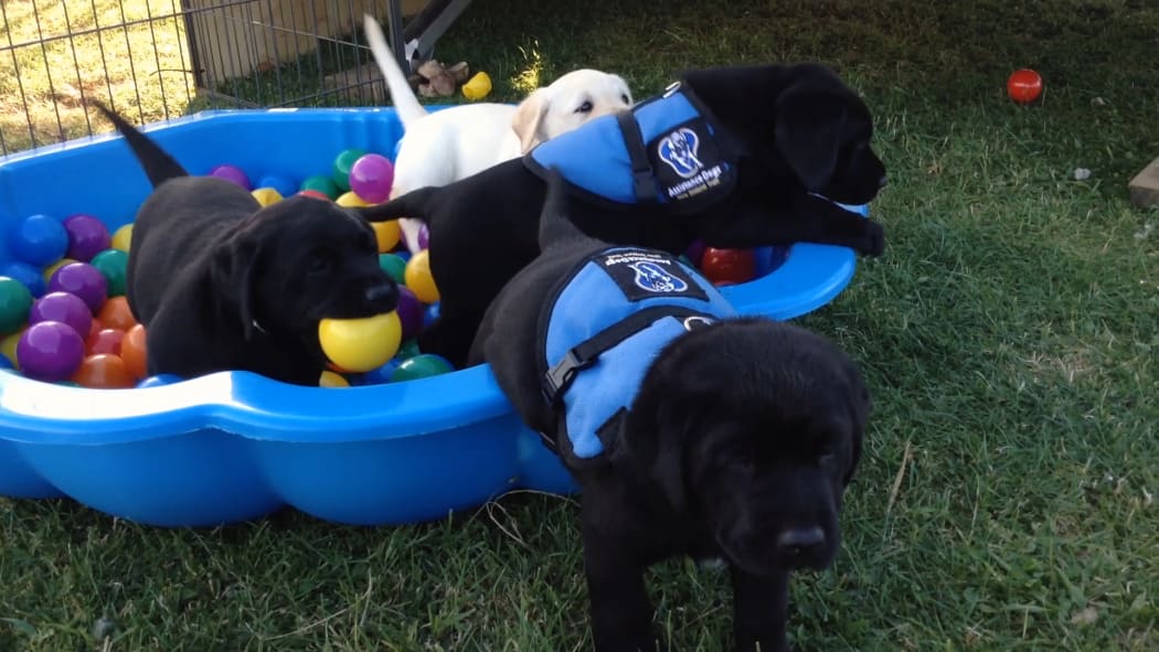 Puppies being trained to become assistance dogs for people with disabilities.