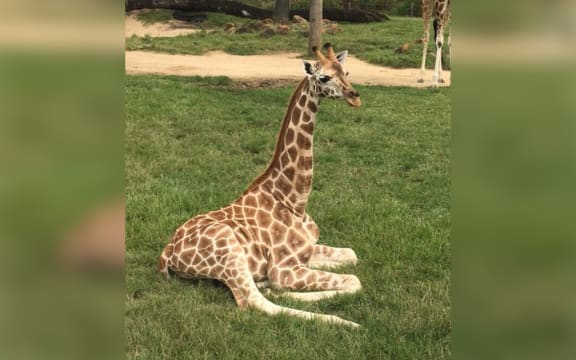 Sunny the giraffe at Wellington Zoo.