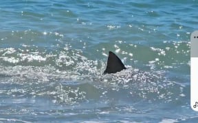 This shark was spotted swimming metres from shore at Whirinaki, north of Napier, on 2 January, 2024.