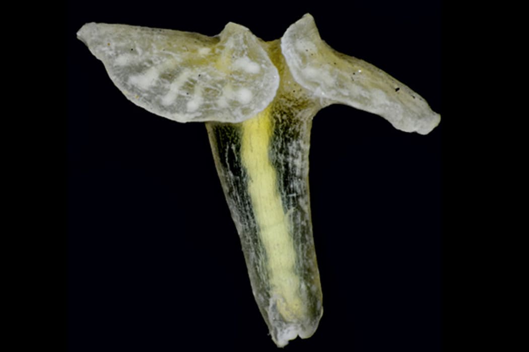 Dendrogramma enigmatica - a mysterious marine creature from Australia that may be an entirely new phylum of animals, somehow related to jellyfish and comb jellies.