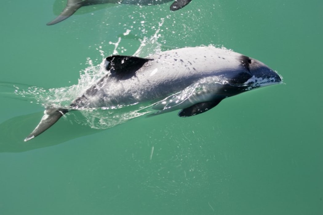 Hector's Dolphin Akaroa Harbour South Island New Zealand.
The smallest marine mammals it is endangered by fishing nets and boat propellors
Biosphoto / Mark Boulton