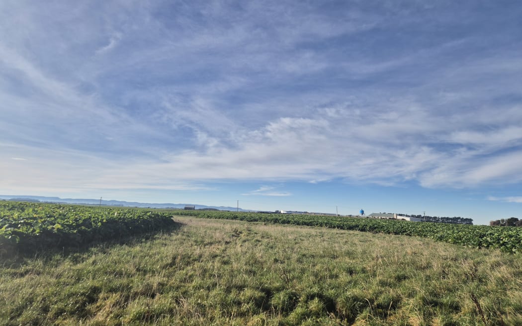 Here a critical source area (CSA) has been left in pasture and will be fenced off from the stock to reduce sediment and nitrate runoff entering the waterway.