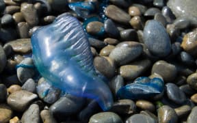 Common Blue Bottle.