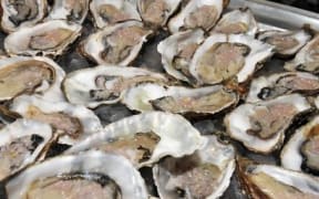 Oysters