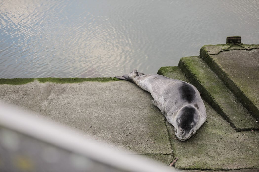 A leopard seal has been spotted at Oriental Bay, Wellington.