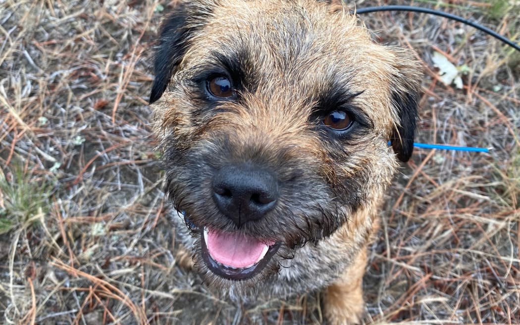 Nightshade the conservation detector dog loves his work helping to find hedgehogs so they can be eradicated from Kaitōrete Spit.
