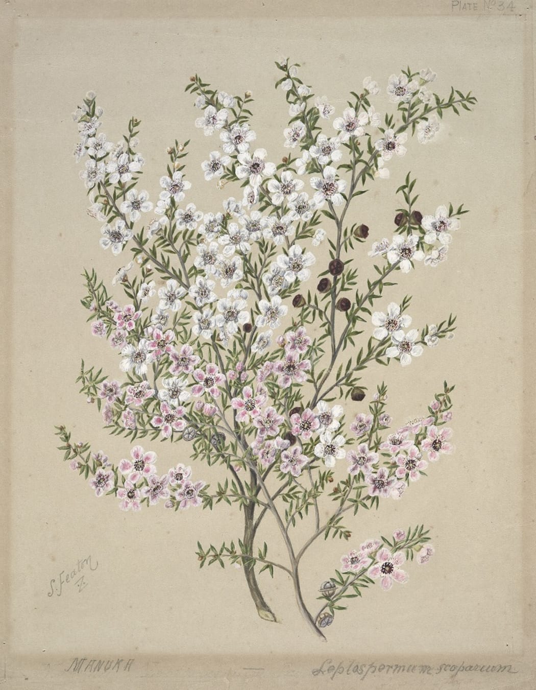 Manuka