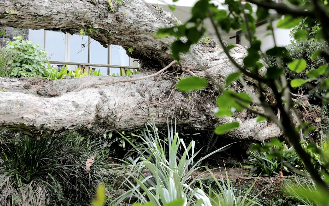 Pohutukawa at The Sands apartment complex in Takapuna