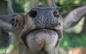Deer.